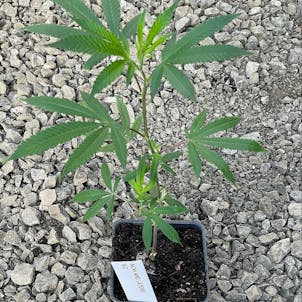 Photo of Now N Laters Clone