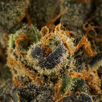 Photo of Cannabis Flower Studio Photography