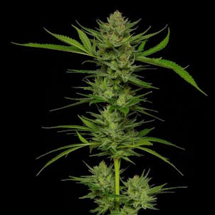 Photo of Stoopid Fruits Feminized Cannabis Seeds