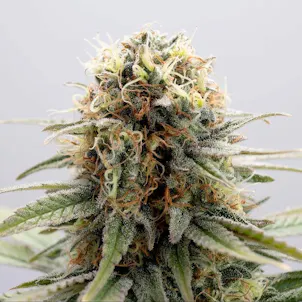 Photo of GSC