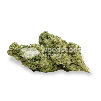 Photo of Cherry AK Feminized Seeds