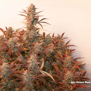 Photo of Auto Banana Blaze