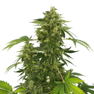 Photo of Super Silver Haze Feminized