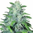Product image for Dwarf Low Flyer Marijuana Seeds By TheSeedPharm.com