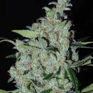 Photo of GREEN CRACK – 10 Pack