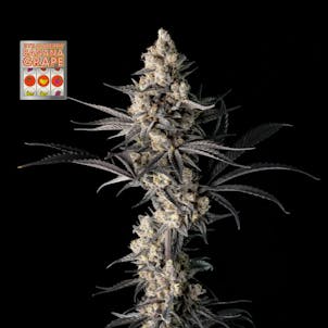 Photo of Strawberry Banana Grape