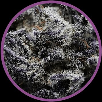 Photo of Blackberry Breath AAAA (0.5g) Pre-Rolls x 3