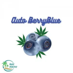 Photo of Auto Berry Blue Feminized Seeds