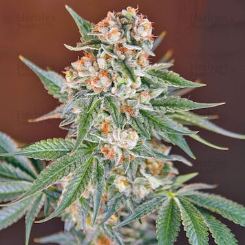 Product image for LEMON KUSH - SINGLE SEED
