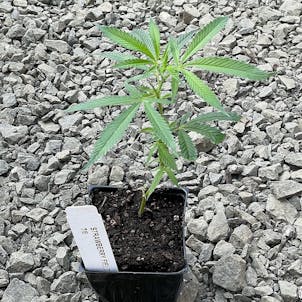 Photo of Strawberry Fields Clone