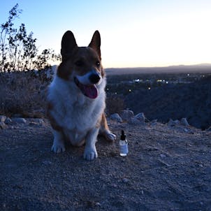 Photo of Pet CBD Oil Tincture - Unflavored 1000mg