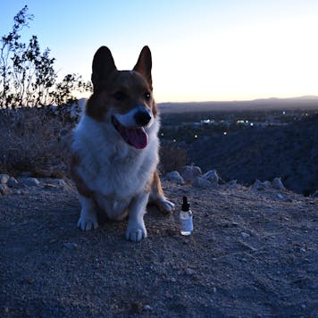 Photo of Pet CBD Oil Tincture - Unflavored 1000mg