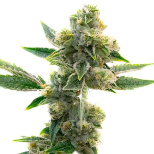 Photo of Triangle Kush Feminized