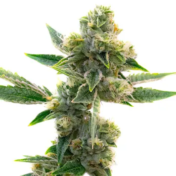 Photo of Triangle Kush Feminized