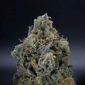 Photo of Narvona White | Gas Breath Flower
