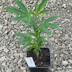 Photo of Orangeade Clone