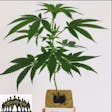 Product image for MASTER KUSH