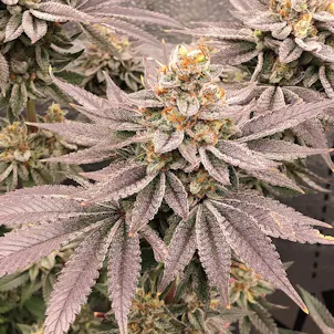 Photo of White Heat
