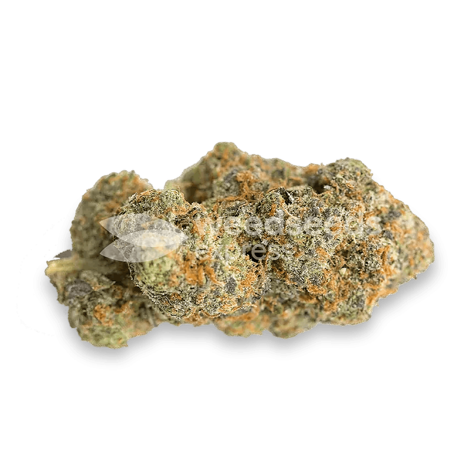 Weedseedsexpress Fat Bastard feminized seeds Leafly