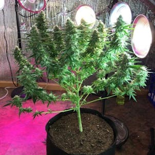 Photo of Critical Super Silver Haze