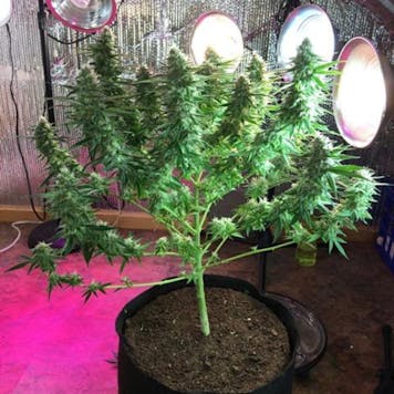 Photo of Critical Super Silver Haze