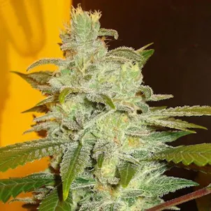 Photo of Northern Lights Feminized