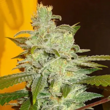 Photo of Northern Lights Feminized