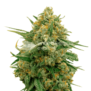 Photo of CBD Express Feminized Seeds