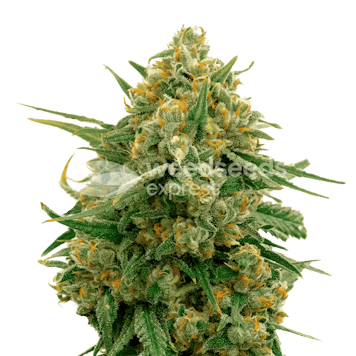 Photo of CBD Express Feminized Seeds