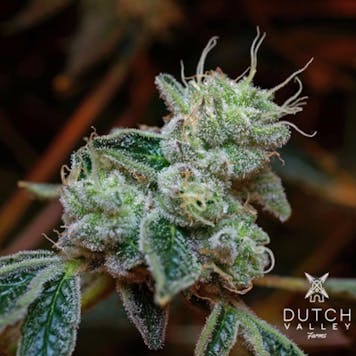 Photo of Garlic Mints