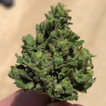 Photo of Little Miss Sunshine Premium CBD Hemp Flower