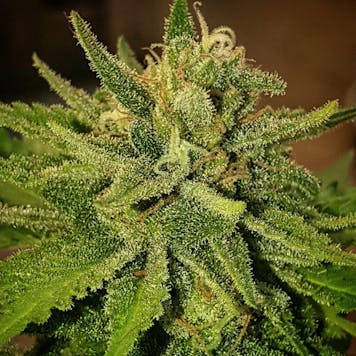 Product image for Sugar Black Rose x Bubblegum