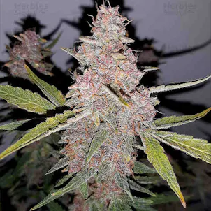 Photo of Purple Punch Autoflower