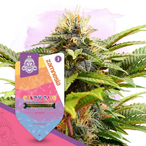 Photo of Candy Rain Automatic by Zamnesia Seeds