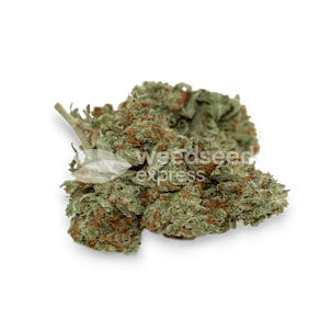 Photo of Sour Diesel Feminized Seeds