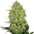 Product image for Auto Lemon Skunk Seeds