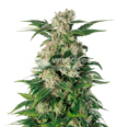 Trainwreck Feminized Seeds
