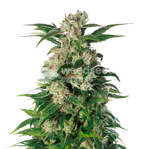 Photo of Trainwreck Feminized Seeds