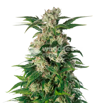Photo of Trainwreck Feminized Seeds
