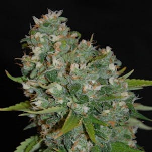 Photo of Amnesia Haze