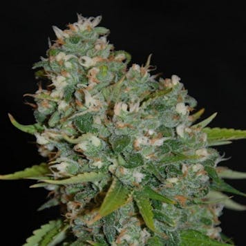 Photo of Amnesia Haze