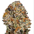 Product image for Tangie