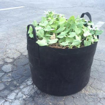 Photo of 10-Gallon Aeration Fabric Pot/Plant Grow Bag w/Handles (Black)