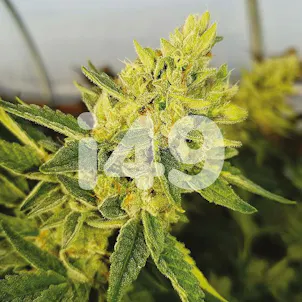 Photo of Wedding Cake Fem