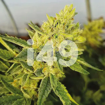 Photo of Wedding Cake Fem