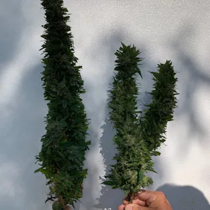 Photo of Chicken Soup For The Soil