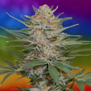 Photo of Scarlett Queen (Killer Queen x Space Queen)