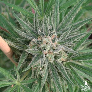 Photo of Blueberry Headband