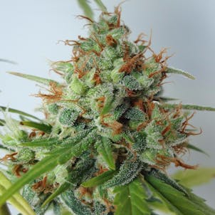 Photo of Northern Express