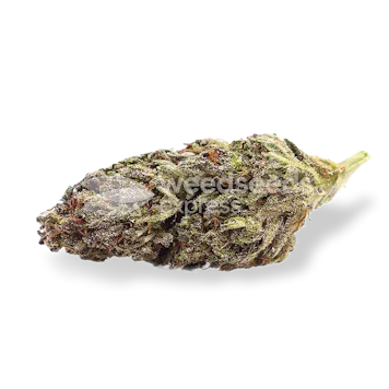 Photo of Blackberry Kush Autoflower Seeds